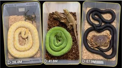 Big-Coil Snake
