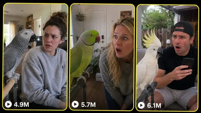 Ảnh xem trước 1/1: Parrot Funny Talk