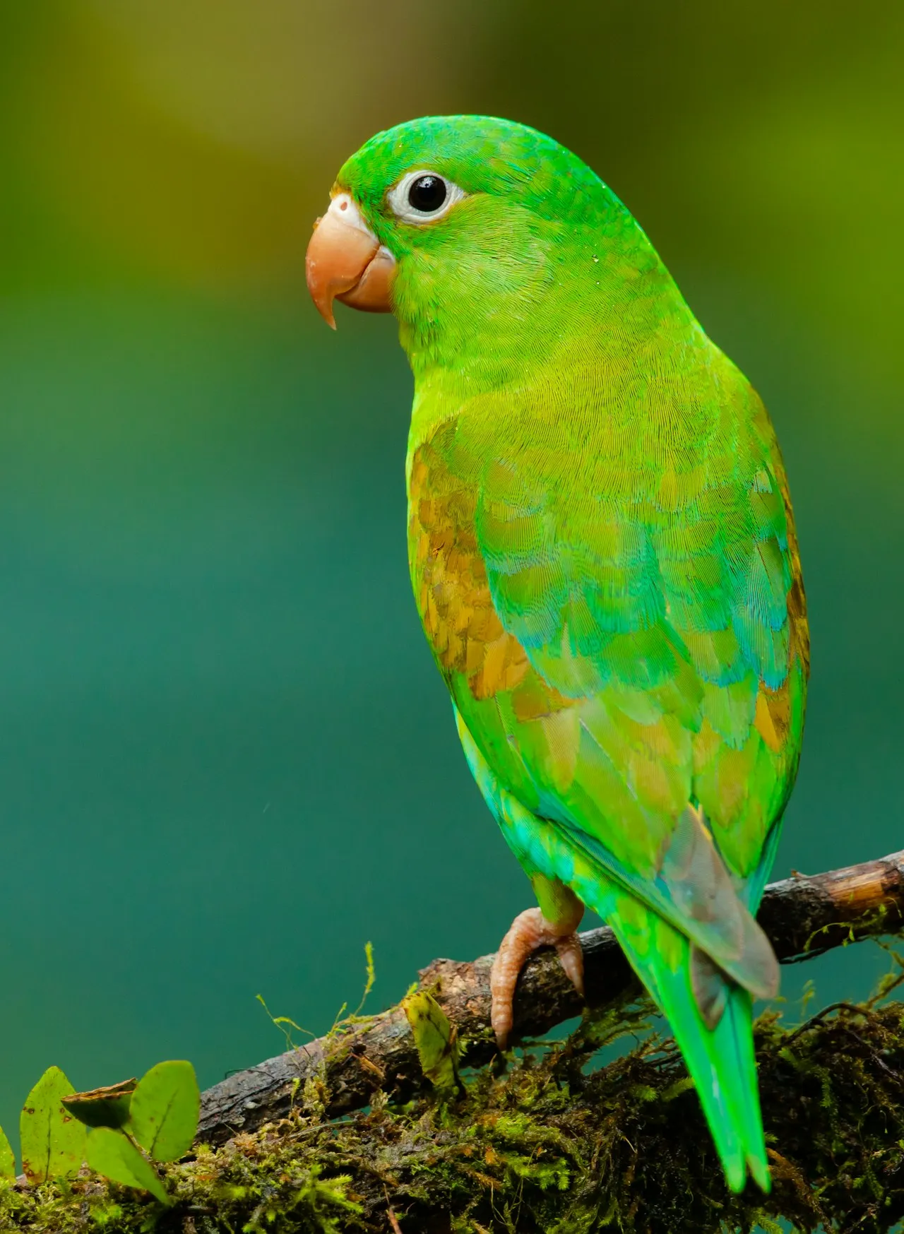 Ảnh xem trước 1/1: Seedance 2.0 Talking Parrot