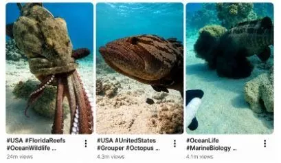 USA Viral Grouper VS Octopus Underwater