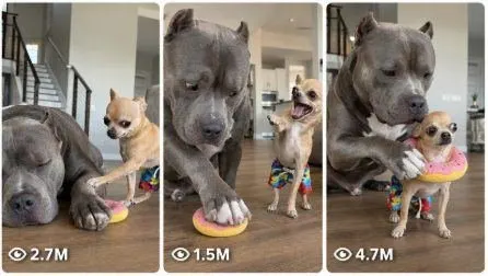 Viral Chihuahua vs American Bully Prank Comedy Video